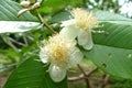 Guavas flower